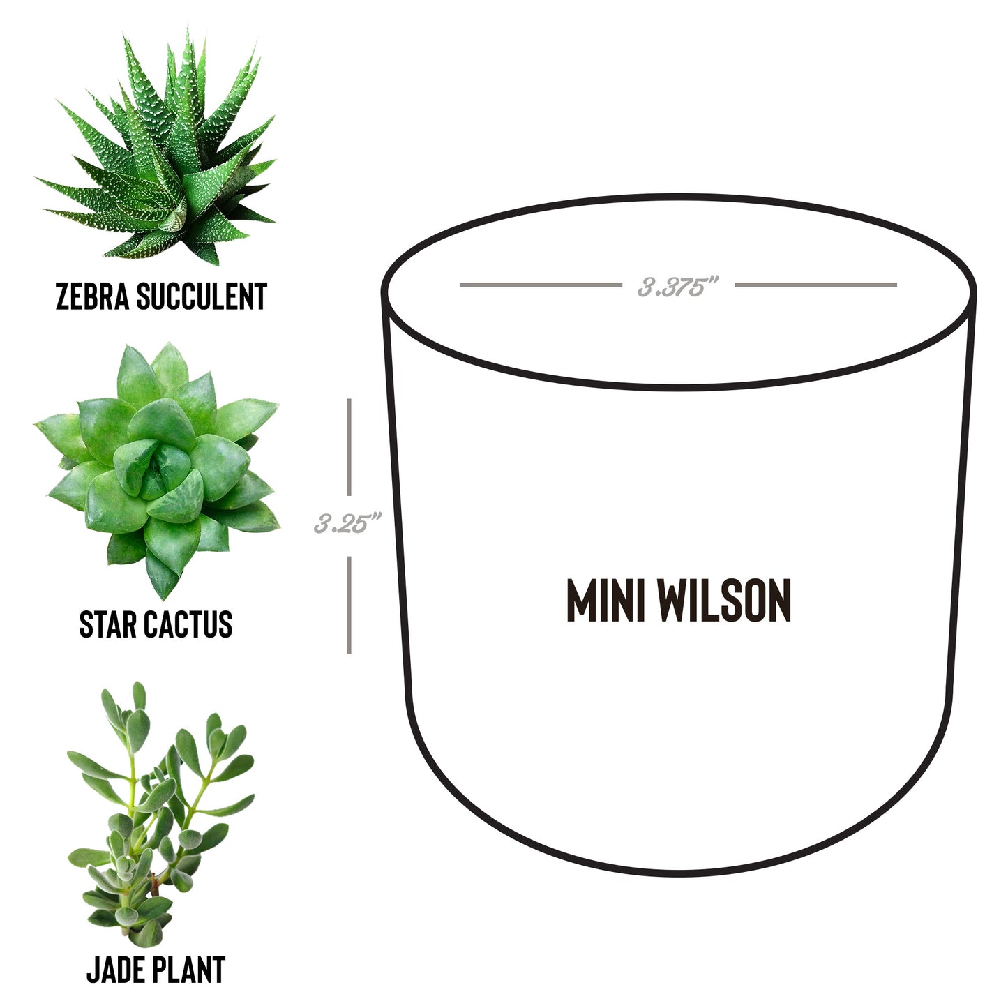 Worry Ends When Faith Begins Desk Plant - Kim’s Signature Beauty & Accessories