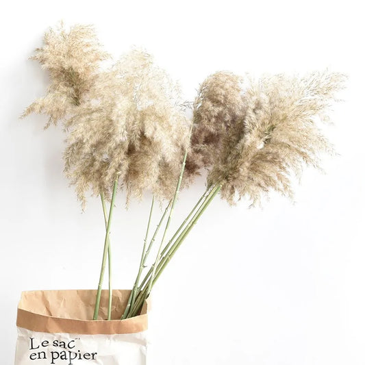 Dried Pampas Grass Home Decor Plant - Kim’s Signature Beauty & Accessories