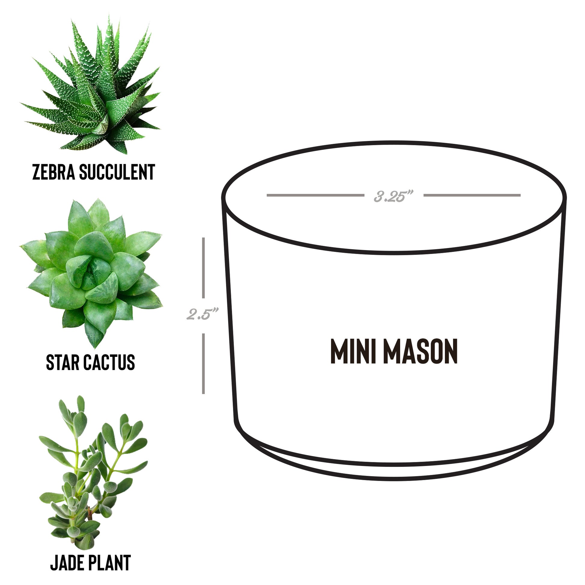 Be The Storm Desk Plant - Kim’s Signature Beauty & Accessories    (Store description)