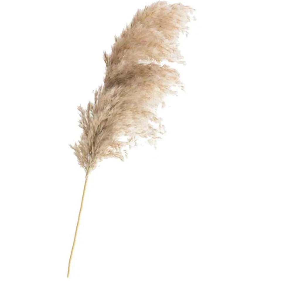 Dried Pampas Grass Home Decor Plant - Kim’s Signature Beauty & Accessories    