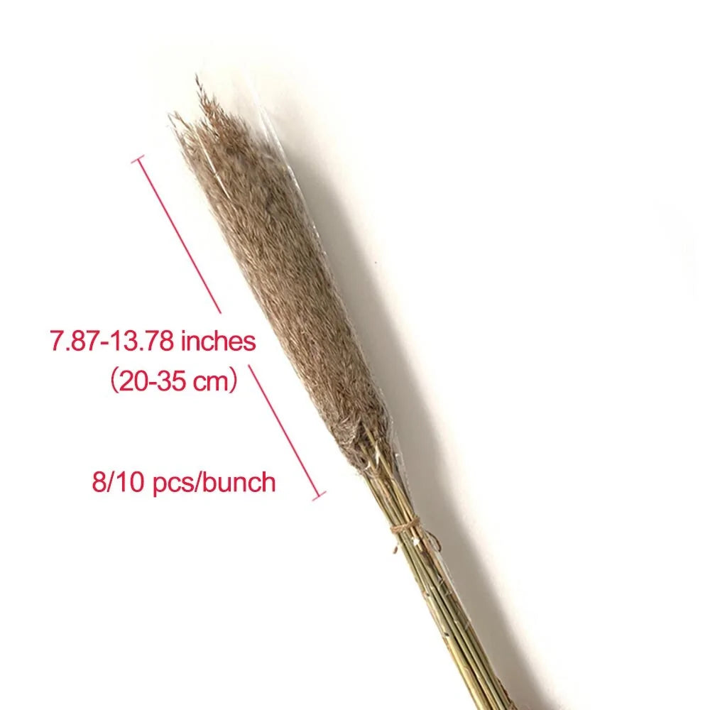 Dried Pampas Grass Home Decor Plant - Kim’s Signature Beauty & Accessories    