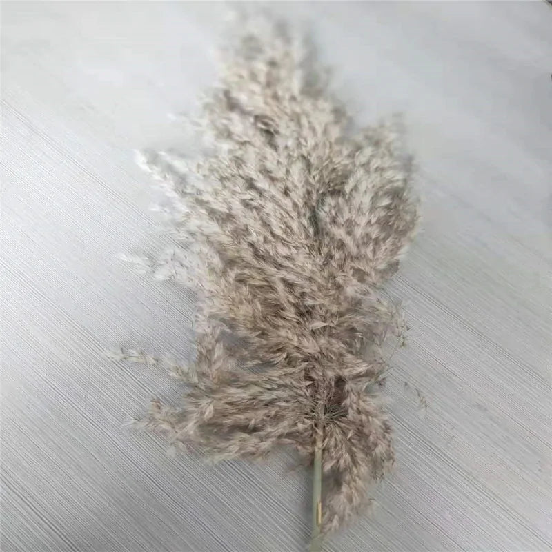 Dried Pampas Grass Home Decor Plant - Kim’s Signature Beauty & Accessories    