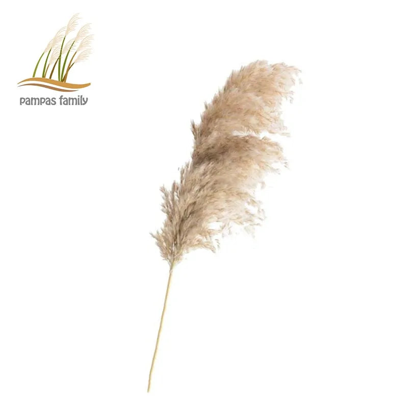 Dried Pampas Grass Home Decor Plant - Kim’s Signature Beauty & Accessories    