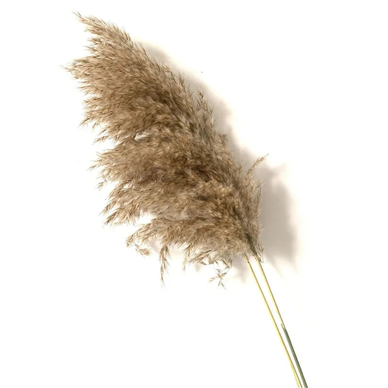 Dried Pampas Grass Home Decor Plant - Kim’s Signature Beauty & Accessories    