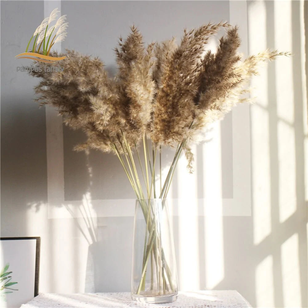 Dried Pampas Grass Home Decor Plant - Kim’s Signature Beauty & Accessories    