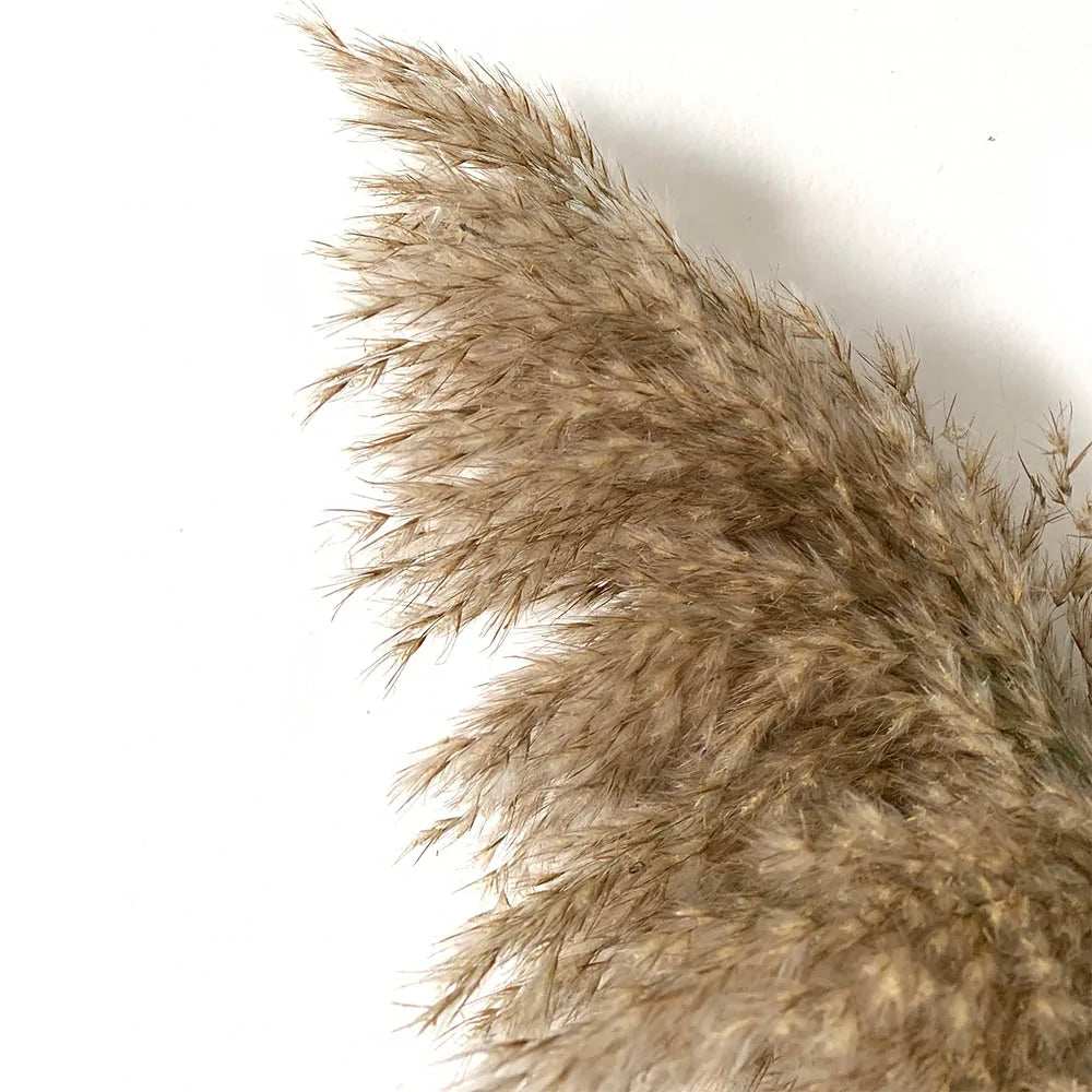 Dried Pampas Grass Home Decor Plant - Kim’s Signature Beauty & Accessories    