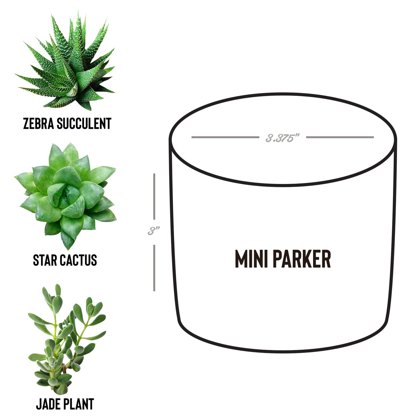 Worry Ends When Faith Begins Desk Plant - Kim’s Signature Beauty & Accessories    (Store description)
